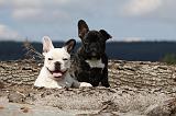 BOULEDOGUE FRANCAIS 693